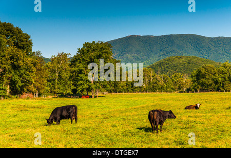 Vaches dans un champ et la vue des Blue Ridge Mountains dans la vallée de Shenandoah, en Virginie. Banque D'Images