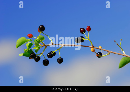 Cerisier Mahaleb ou St Lucie's cherry (Prunus mahaleb, Cerasus mahaleb), branche avec fruits, Provence, Sud de France Banque D'Images