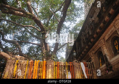 (140218) -- Bodh Gaya (Inde), le 18 février 2014 (Xinhua) -- Photo prise le 17 février 2014 montre l'arbre de Bodhi sacré du Seigneur à l'Eveil du Bouddha du Temple de la Mahabodhi à Bodhgaya, Etat du Bihar, l'Est de l'Inde. Du Temple de la Mahabodhi constitue l'un des quatre lieux saints liés à la vie du Bouddha, et en particulier à l'accomplissement de l'Illumination. Le premier temple a été construit par l'empereur Asoka au iiie siècle avant J.-C., et le temple actuel date du 5ème ou 6ème siècles. C'est l'un des plus anciens temples Bouddhistes construits en brique, toujours debout dans l'Inde, à partir de la fin Banque D'Images