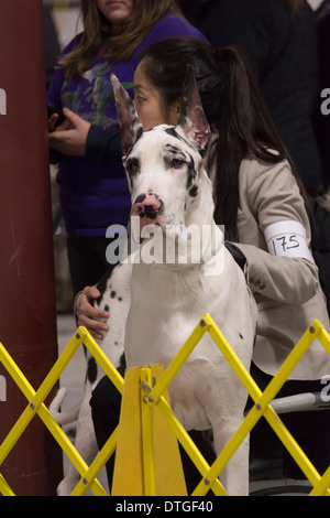 Dogue Allemand arlequin assis sur les genoux de gestionnaire tout en regardant l'exposition à l'Ontario Breeders Dog Show à Lindsay, Ontario Banque D'Images