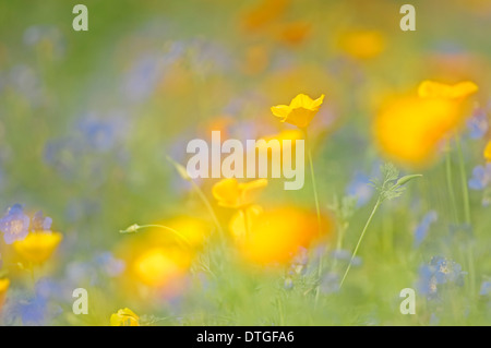 Pavot de Californie ou Golden Poppy (Eschscholzia californica) Banque D'Images