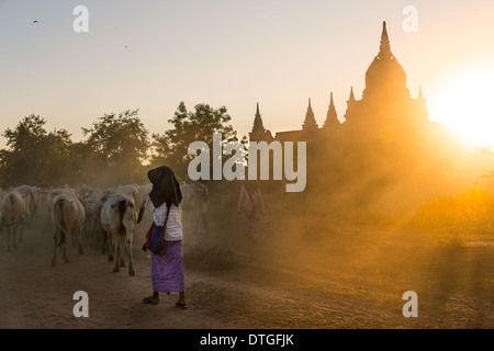 BAGAN, MYANMAR - CIRCA DÉCEMBRE 2013 : les agriculteurs au volant le bétail dans leurs villages dans l'après-midi près de Bagan au Myanmar Banque D'Images