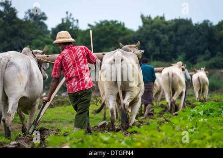 MANDALAY, MYANMAR - CIRCA DÉCEMBRE 2013 : les agriculteurs labourant un champ par buffalo dans la campagne près de Amarpura au Myanmar Banque D'Images