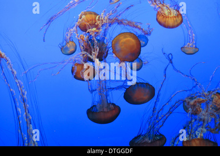 Les méduses, Monterey, en Californie, USA Banque D'Images