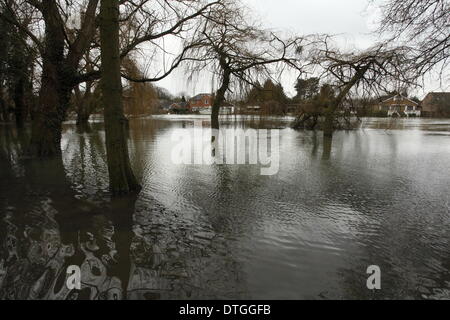 Vallée de la Tamise, au Royaume-Uni . Feb 17, 2014. Maisons inondées sur les rives de la Tamise près de Staines. Les eaux de crue restent élevés après la dernière semaines inondations dans toute la vallée de la Tamise. Credit : Zute Lightfoot/Alamy Live News Banque D'Images