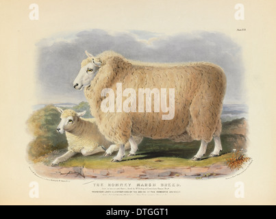 Ovis aries, les moutons Banque D'Images