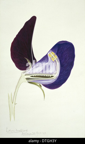 Lathyrus odoratus, pois Banque D'Images