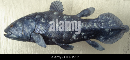 Coelacanthe Latimeria chalumnae, Banque D'Images