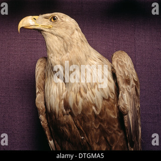 Polyboroides radiatus, harrier malgache-Hawk Banque D'Images