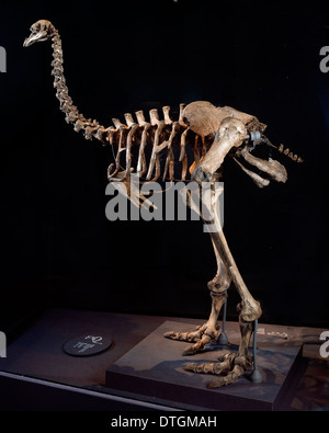 Pachyornis elephantopus, heavy-footed pa Banque D'Images