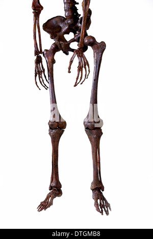 Homo neanderthalensis, l'homme de Neandertal skeleton Banque D'Images