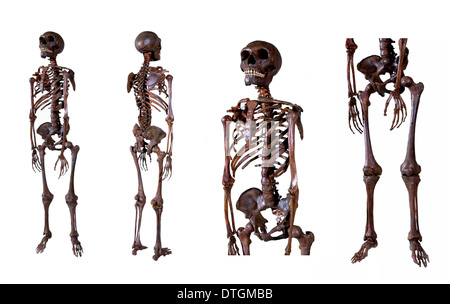 Homo neanderthalensis, squelette homme Neandertal Banque D'Images