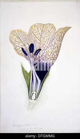 Hyoscyamus niger jusquiame noire, Banque D'Images