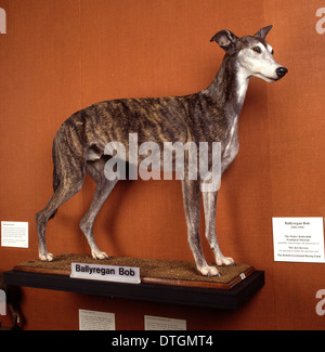 Canis lupus familiaris, chien Banque D'Images