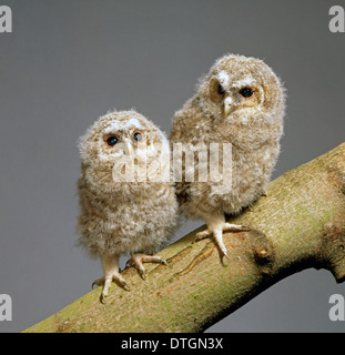 Strix Aluco enr, Chouette hulotte Banque D'Images