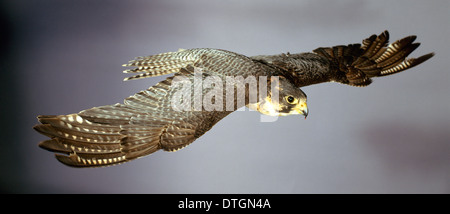Le faucon pèlerin (Falco peregrinus), Banque D'Images