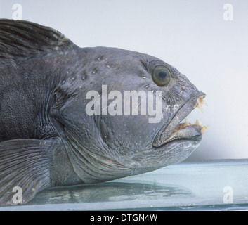 De l'Atlantique Anarhichas lupus, le poisson-chat Banque D'Images