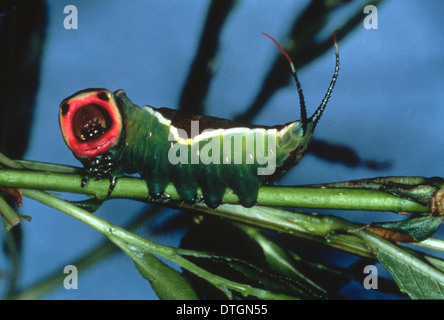 Cerura vinula, puss moth Caterpillar Banque D'Images