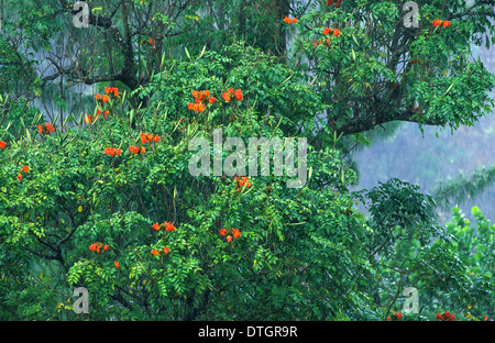 AFRICAN TULIP TREE [SPATHODEA ] FLEURS ET GOUSSES DANS LA PLUIE TOBAGO ANTILLES Banque D'Images