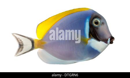 Vue latérale d'un bleu poudre tang, Acanthurus leucosternon, against white background Banque D'Images