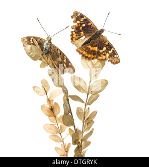 Vieux moindre Purple Emperor papillons sur une usine, Apatura ilia, in front of white background Banque D'Images