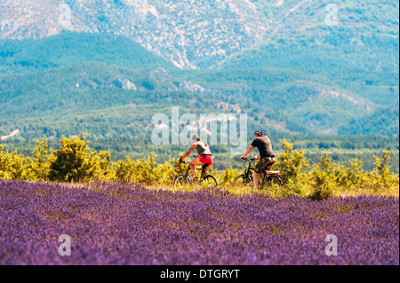 Europe, France, Alpes de Haute Provence, 04, Parc Naturel Régional du Verdon, Valensole. Balade à vélo à travers les champs de lavande. Banque D'Images