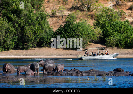 De Victoria Falls est possible de visiter le Botswana. En particulier le Parc National de Chobe. Des hippopotames. Banque D'Images