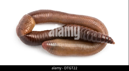 Ver de terre commun, Lumbricus terrestris, against white background Banque D'Images