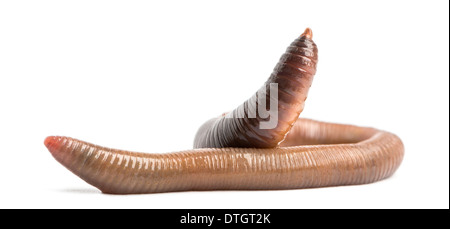 Ver de terre commun, Lumbricus terrestris, against white background Banque D'Images