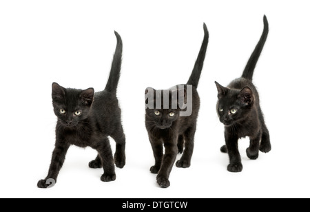 Vue de face d'un groupe de Black kitten marcher dans le même sens, l'âge de 2 mois, contre fond blanc Banque D'Images