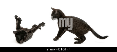 Deux chatons noirs de jouer, l'âge de 2 mois, contre fond blanc Banque D'Images