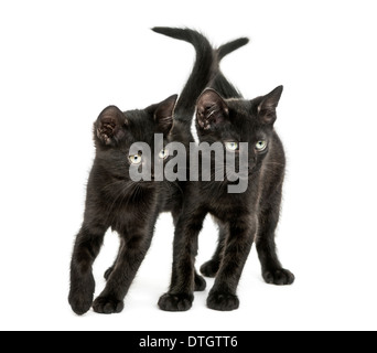 Deux chatons noirs, permanent à la recherche, à l'âge de 2 mois, contre fond blanc Banque D'Images