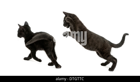 Deux chatons noirs de jouer, l'âge de 2 mois, contre fond blanc Banque D'Images