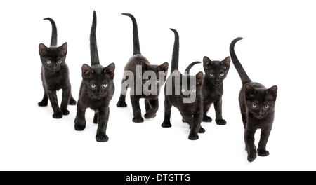 Vue de face d'un groupe de Black kitten marcher dans le même sens, l'âge de 2 mois, contre fond blanc Banque D'Images