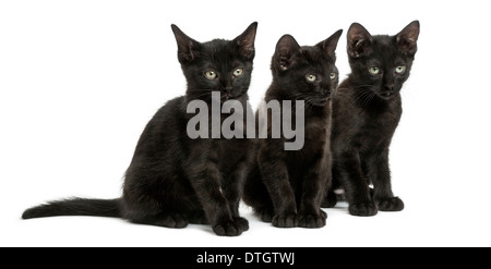 Trois chatons noirs assis, l'âge de 2 mois, contre fond blanc Banque D'Images