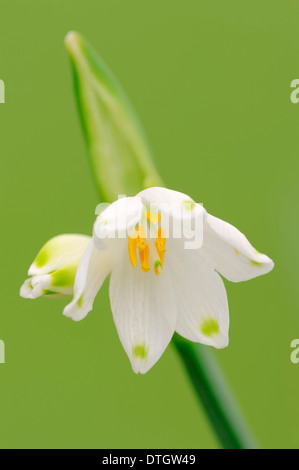 Flocon d'été (Leucojum aestivum), oranger, Rhénanie du Nord-Westphalie, Allemagne Banque D'Images