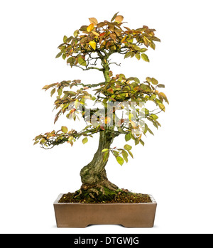 Charme coréen de bonsai, Carpinus turczaninowii, against white background Banque D'Images