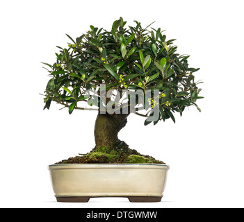 Bonsai d'Olive Tree, Olea europaea, against white background Banque D'Images