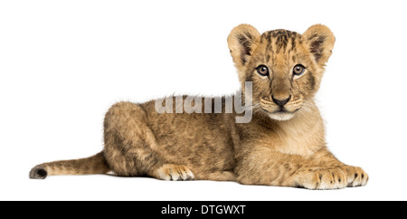 Vue latérale d'un lion couché, regardant la caméra, 10 semaines, contre fond blanc Banque D'Images