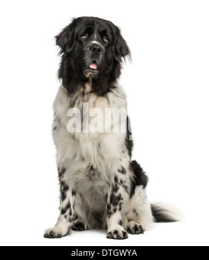 Terre-neuve chien assis, haletant, regardant vers le haut, 2 ans, contre fond blanc Banque D'Images