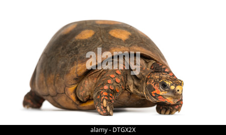 À pieds, tortue Chelonoidis carbonaria, against white background Banque D'Images