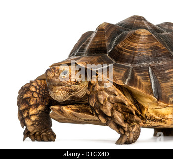 Close-up d'une tortue sillonnée regardant la caméra, Geochelone sulcata, against white background Banque D'Images