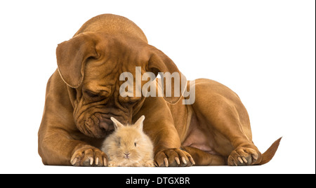 Dogue de Bordeaux une odeur de Lapin Rex contre fond blanc Banque D'Images