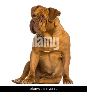 Dogue de Bordeaux, assis à l'écart, contre fond blanc Banque D'Images