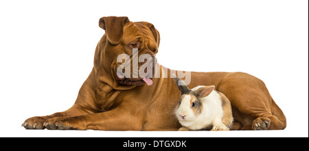 Dogue de Bordeaux haletant et lapin lying together against white background Banque D'Images