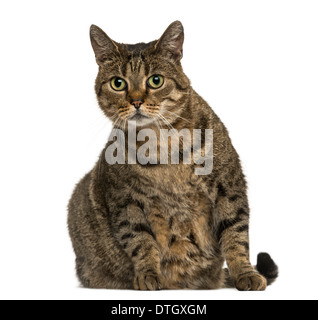 European shorthair cat sitting, regardant la caméra, contre fond blanc Banque D'Images