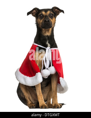 Rocé chien portant une cape de Noël, assis à l'arrière-plan blanc Banque D'Images