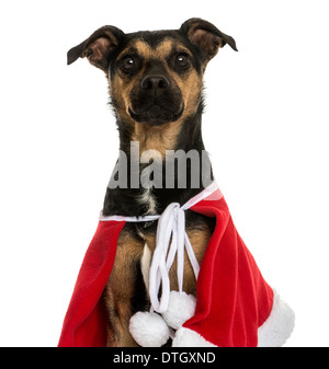 Close-up d'un croisement chien portant une cape de Noël contre fond blanc Banque D'Images