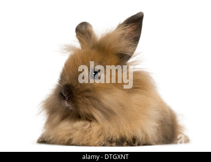 Lapin Angora in front of white background Banque D'Images