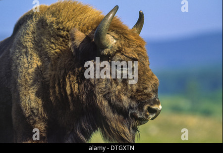 BISON D'EUROPE (Bison bonasus) mâle Banque D'Images